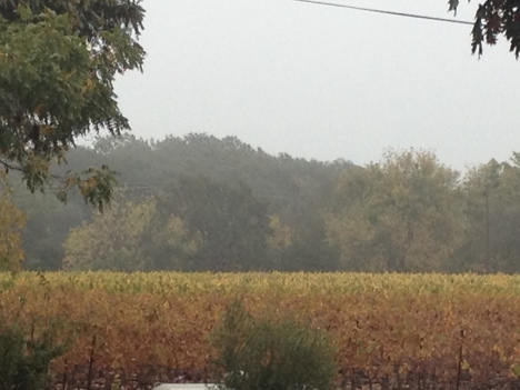 Chilly & Gray In The Napa Valley 